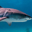 Avatar for tigersharktoo